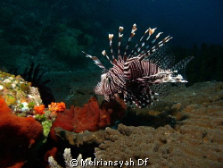 Lion Fish steady searching some food by Melriansyah Df 